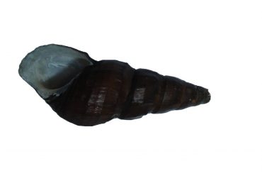 Brotia sumatrensis : Spesimen siput terbaru di Museum Zoologi SITH ITB tahun ini