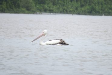 World Migratory Bird Day 2021