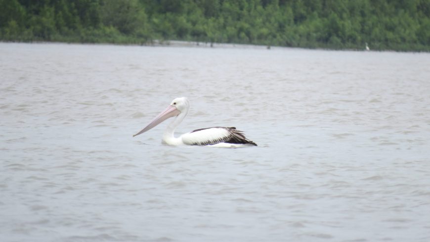 World Migratory Bird Day 2021