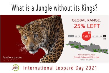 International Leopard Day 2021