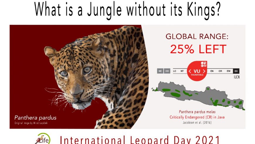 International Leopard Day 2021